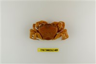 藏品(拉氏清溪蟹)的圖片